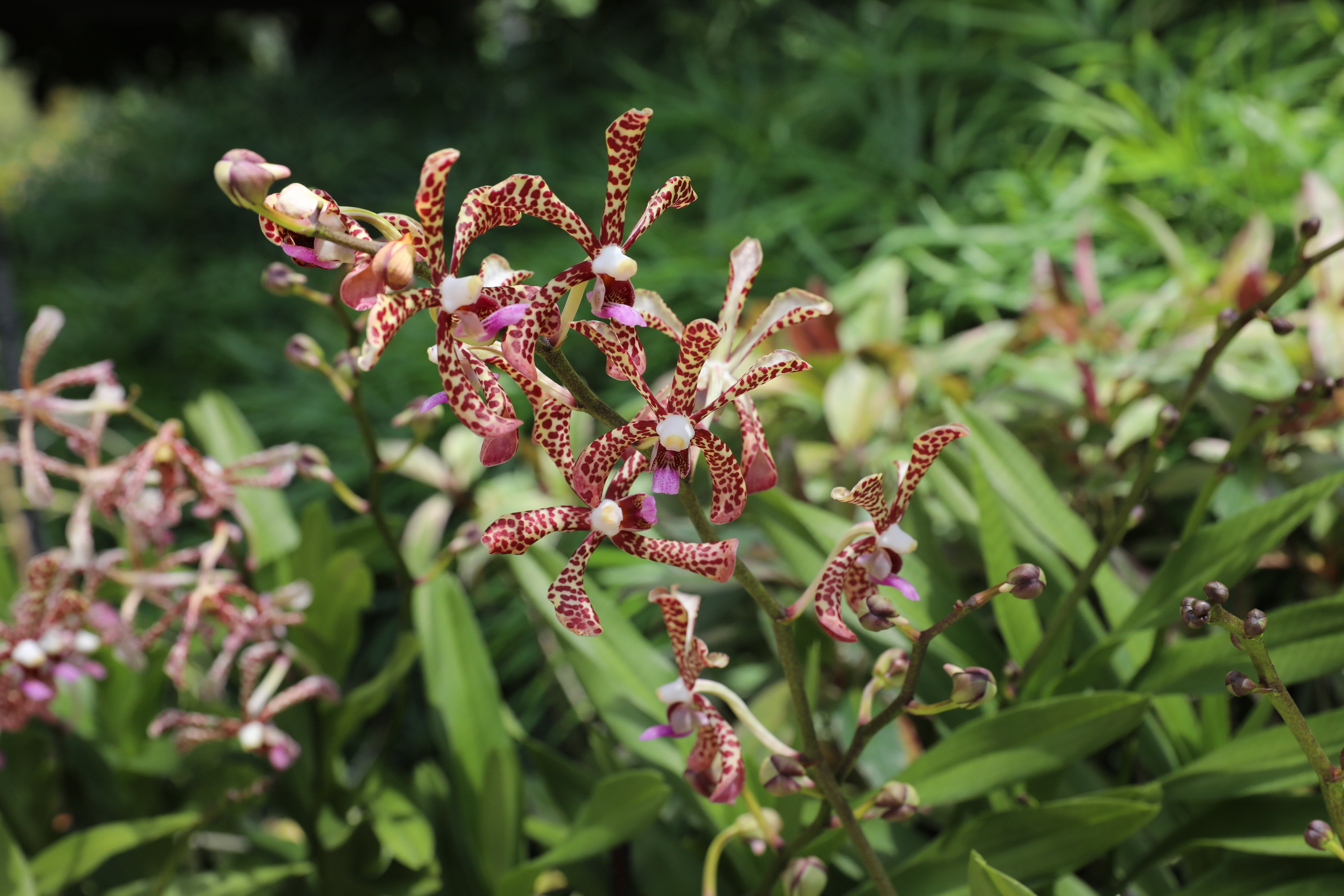 2020 02 03 13 56 45 Canon EOS 5D Mark IV 0020